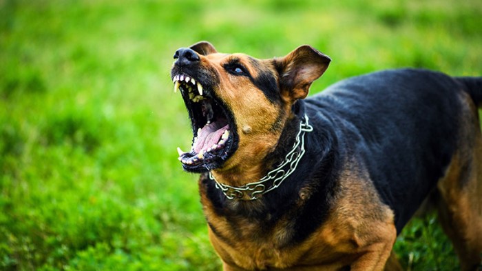 Dog bite attorneys irvine