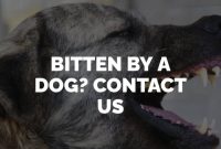 Long beach dog bite attorney