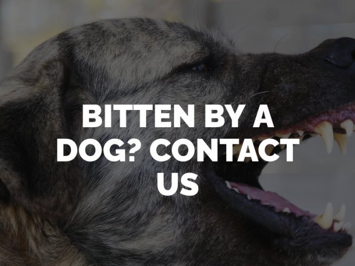 Long beach dog bite attorney